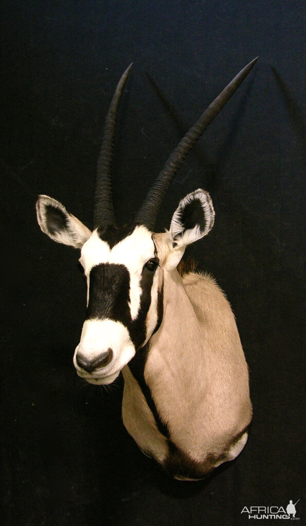 Gemsbok Shoulder Mount Taxidermy