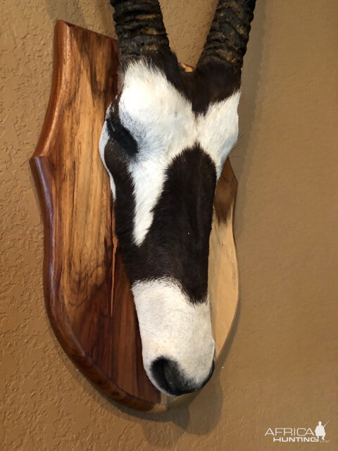 Gemsbok Skull Mount Taxidermy