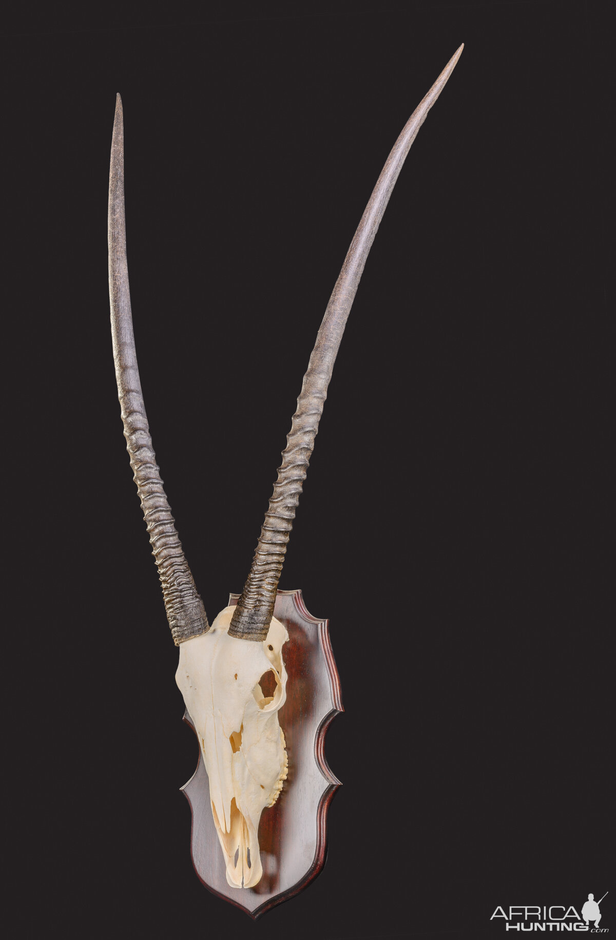 Gemsbok Skull Shield Taxidermy Mount