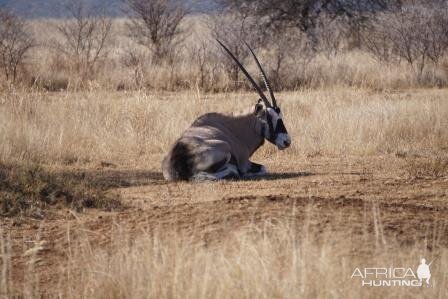 Gemsbok South Africa