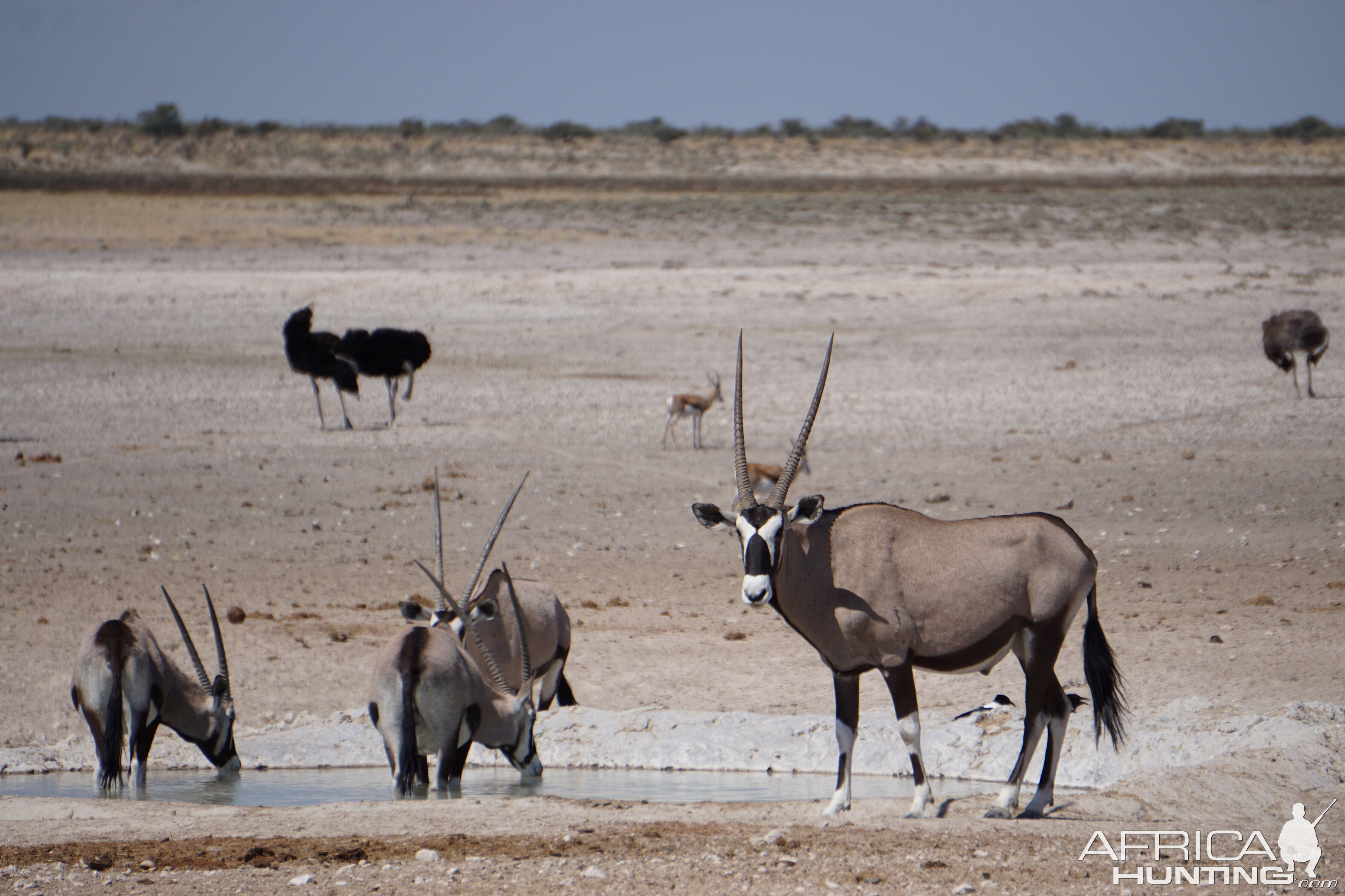 Gemsbok,  Springbok & Ostrich in Etosha National Park Namibia