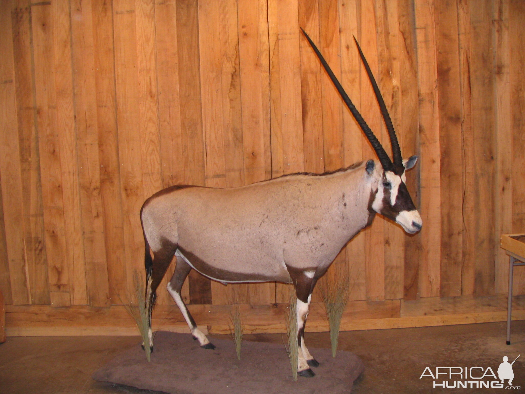 Gemsbok taxidermy mount