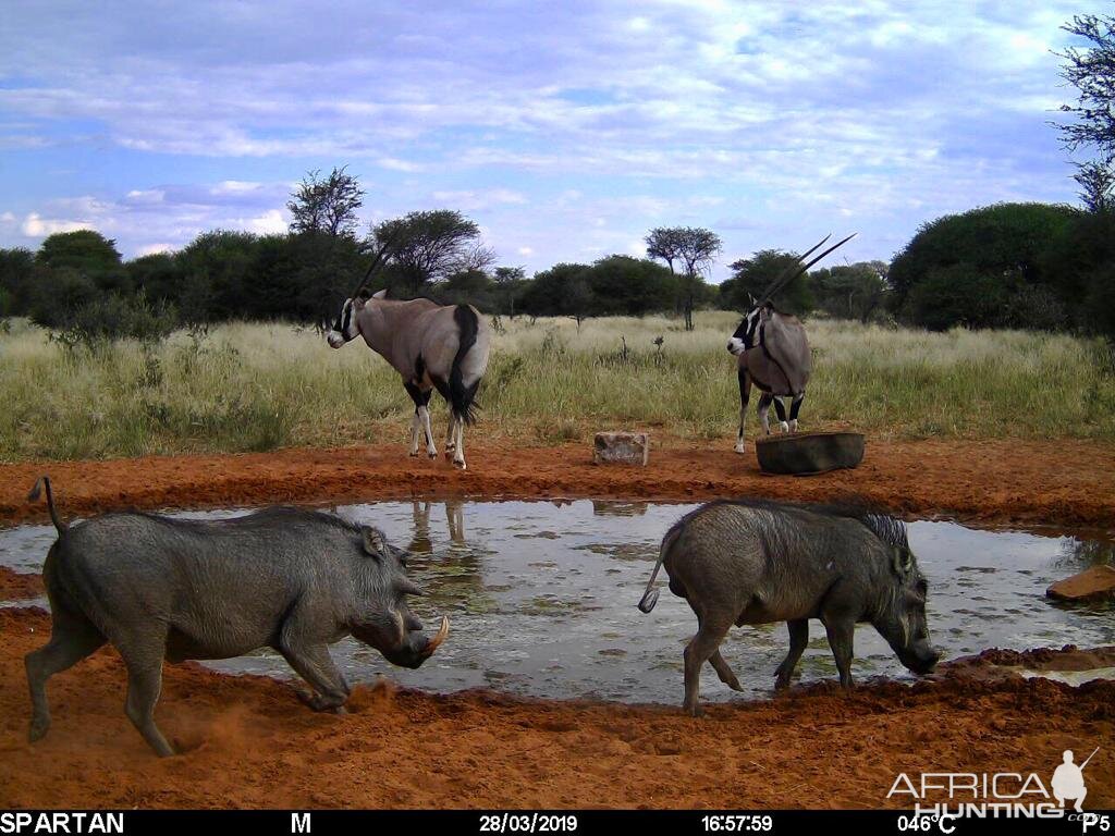 Gemsbok & Warthog Trail Cam Pictures Namibia