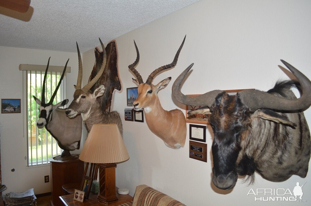 Gemsbok, Waterbuck, Impala & Blue Wildebeest Shoulder Mount Taxidermy