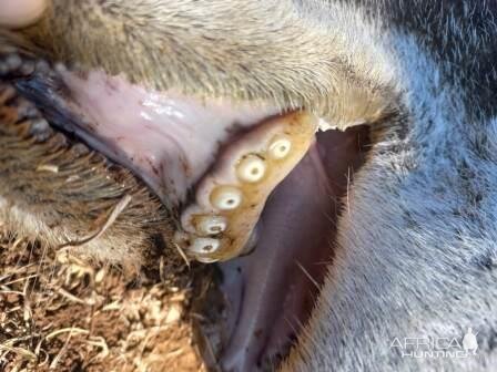 Gemsbok Worn Teeth South Africa