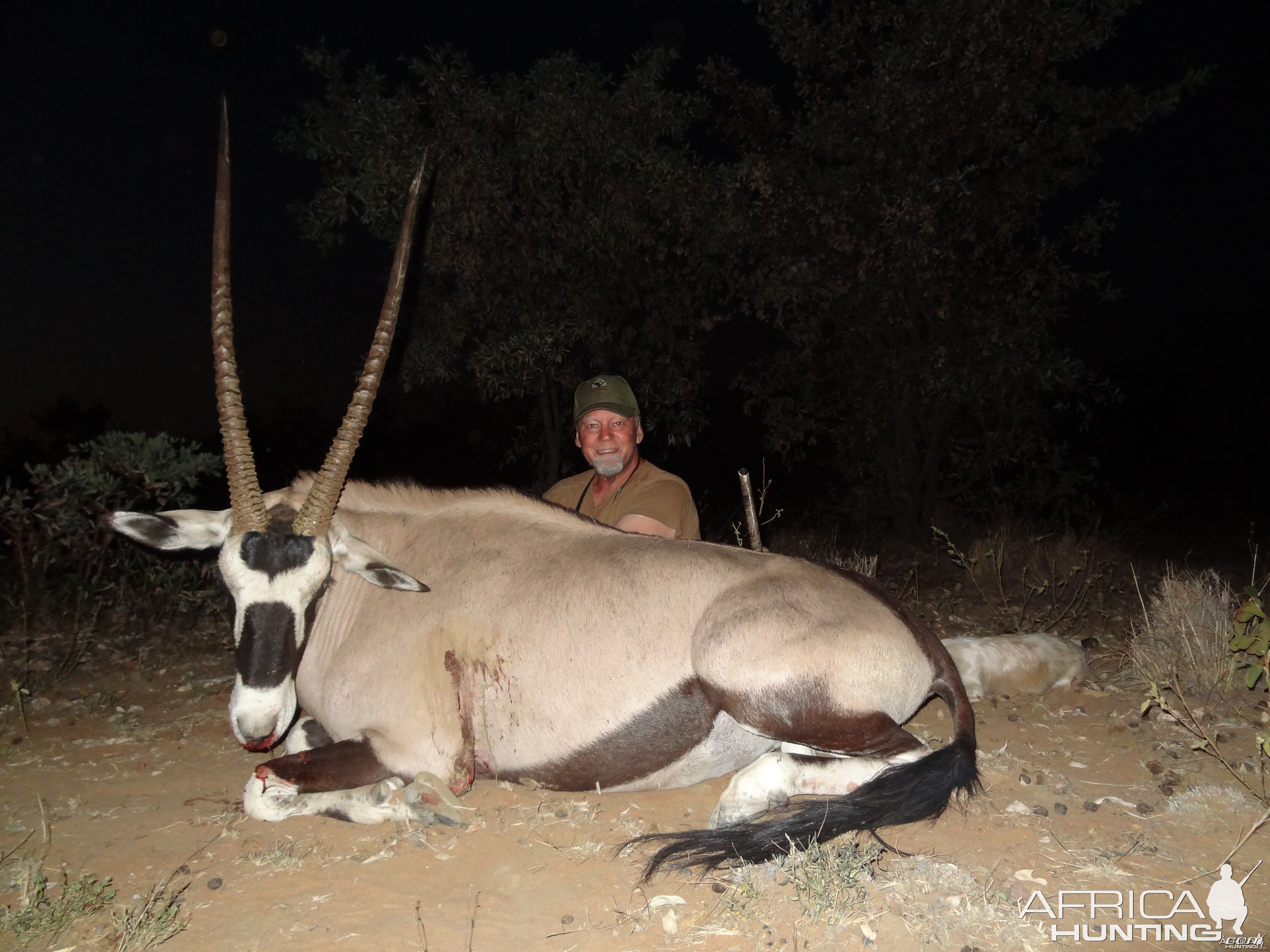 Gemsbok