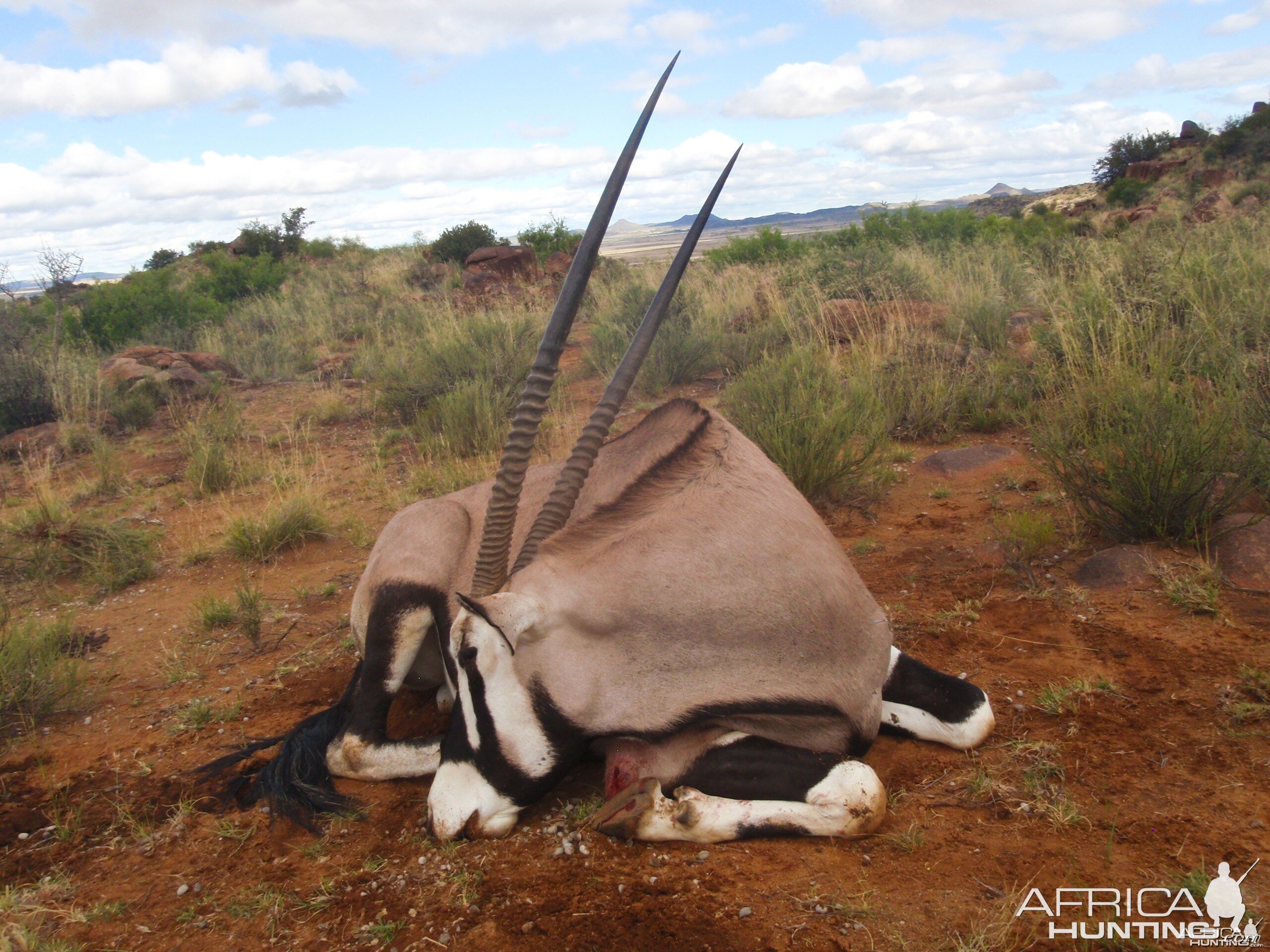 Gemsbok