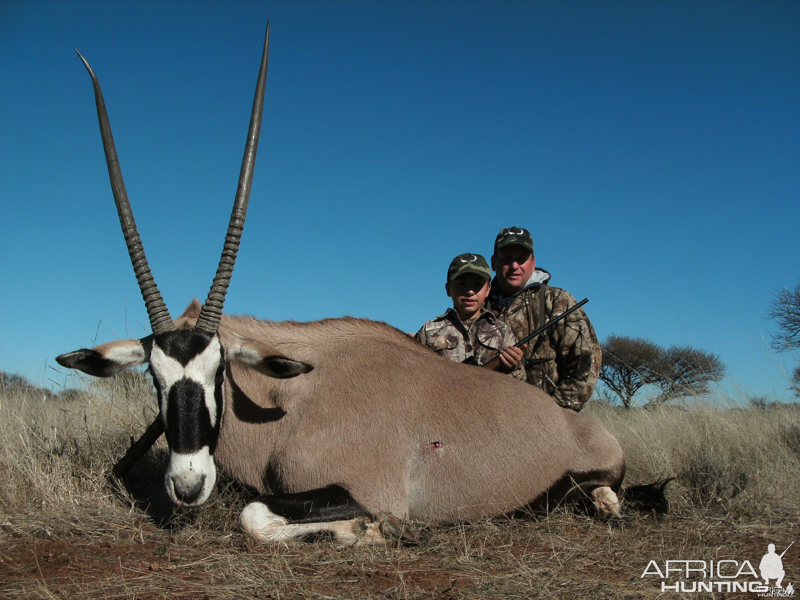 Gemsbok