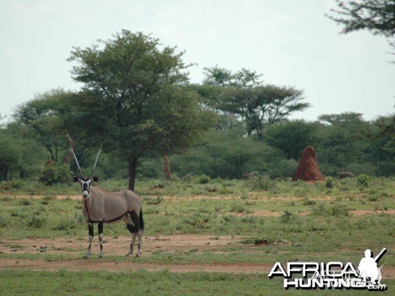 Gemsbok