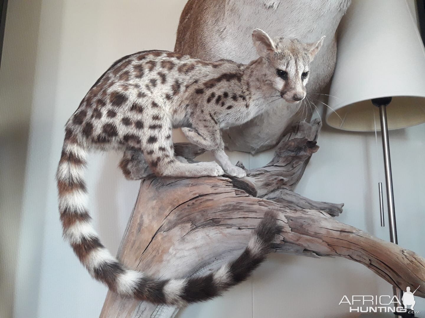 Genet cat