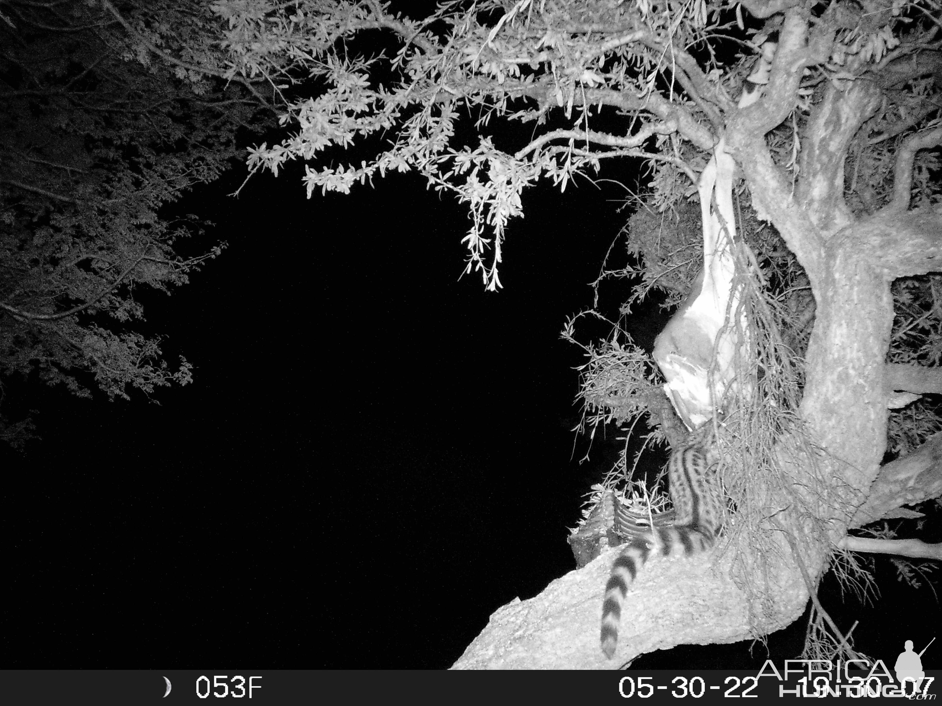 Genet Trail cam