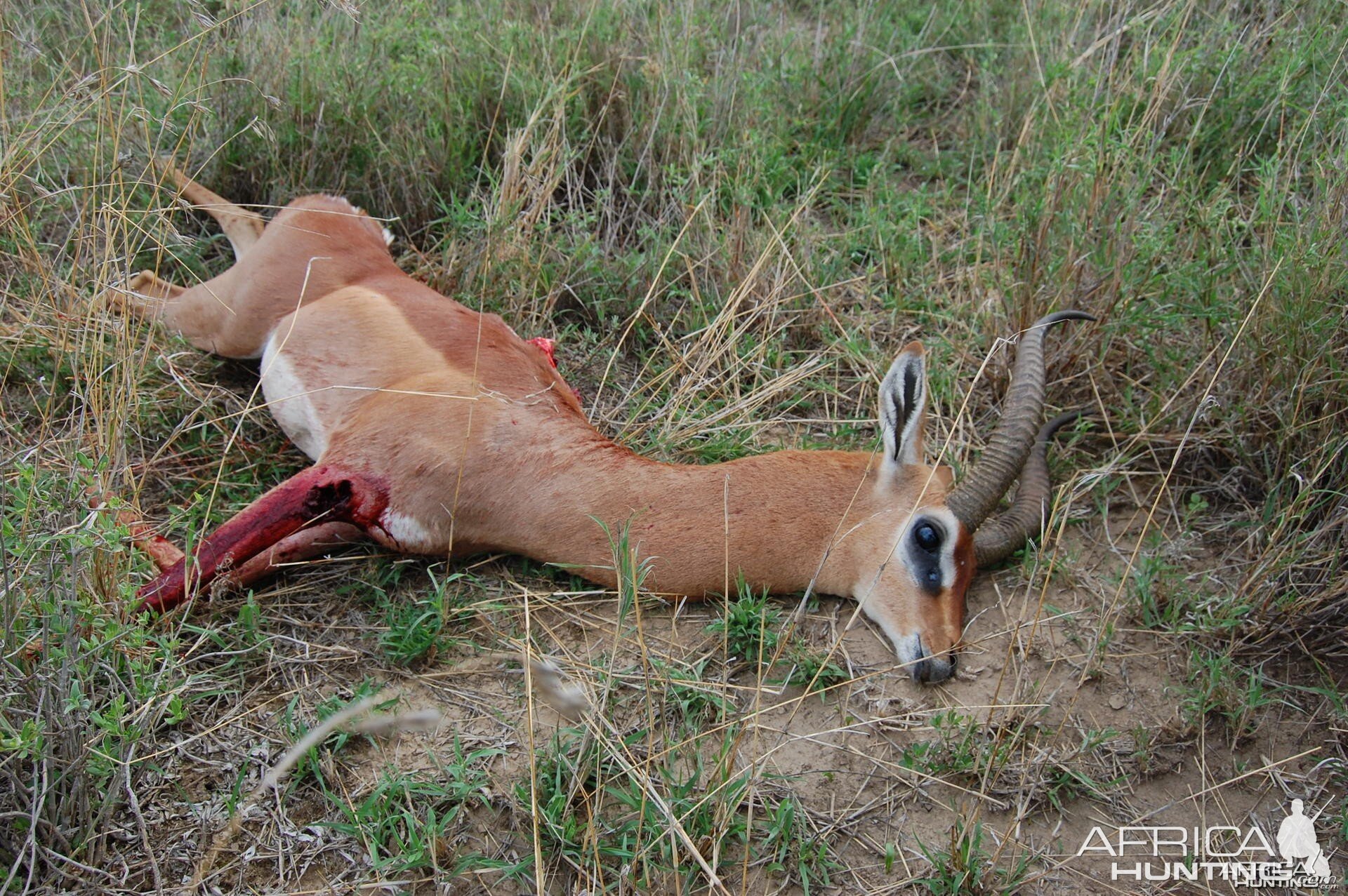 Gerenuk Tanzania