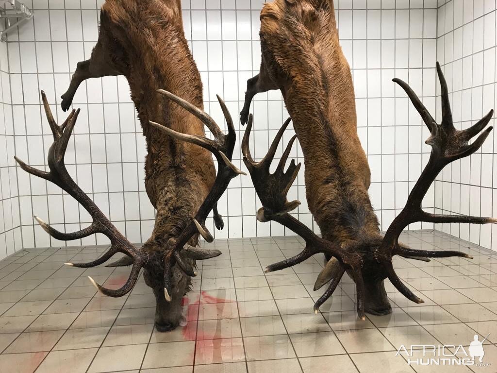 Germany Hunt Red Stag