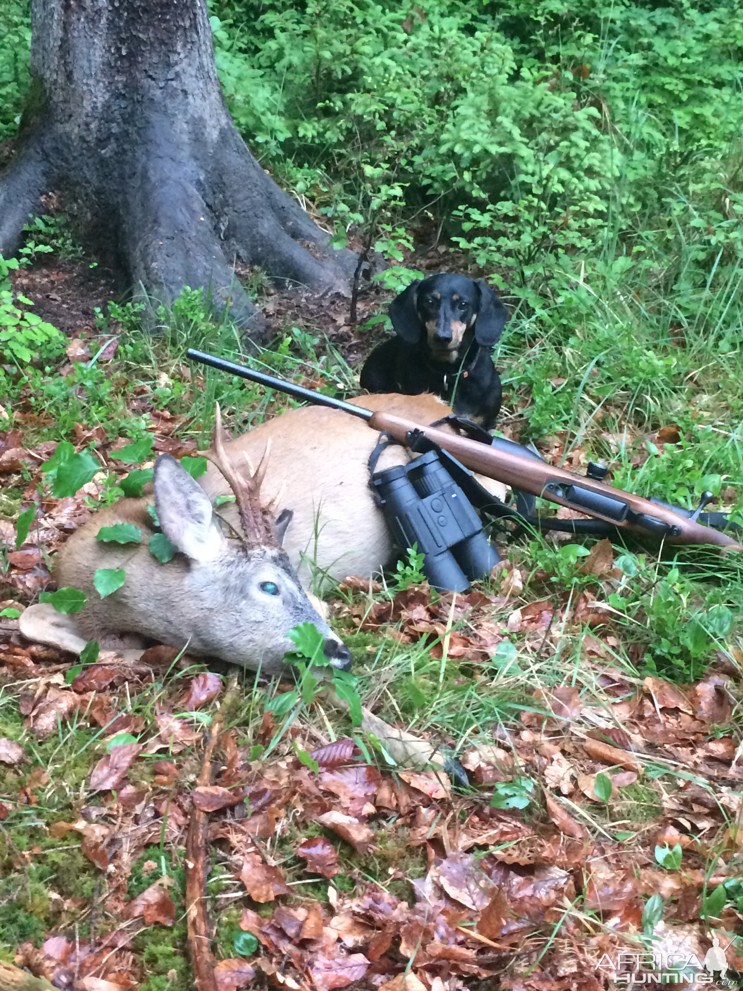 Germany Hunt Roe Deer