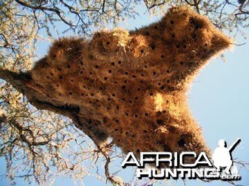 Giant Community Weaver Bird Nest in Namibia