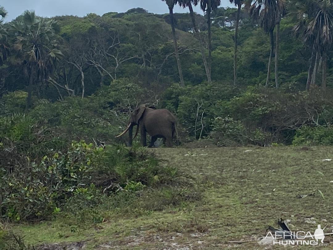 Giant Elephant Gabon