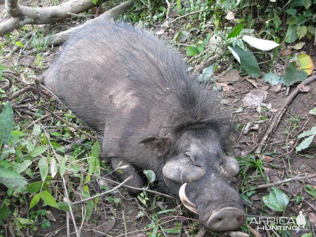 Giant Forest Hog Hunt Central African Republic