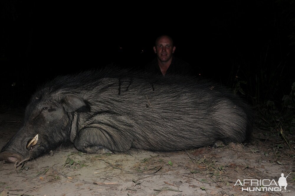 Giant Forest Hog hunt with CAWA in CAR