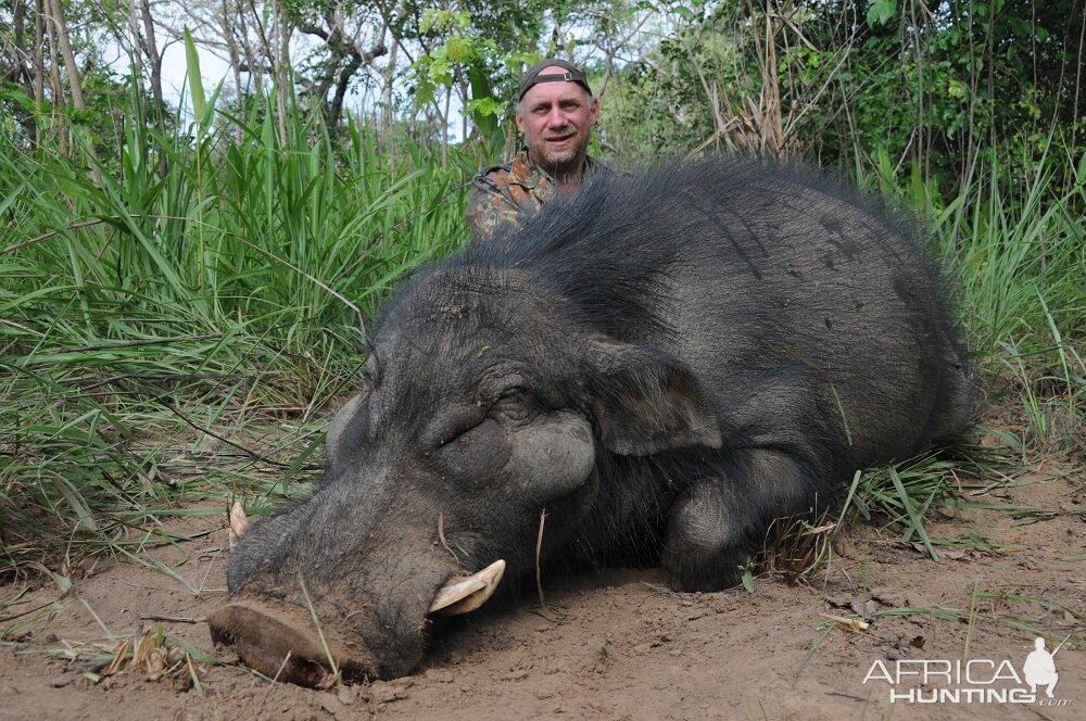 Giant Forest Hog hunt with CAWA in CAR