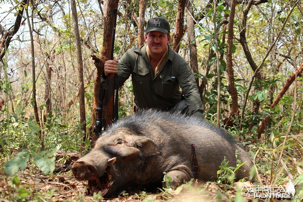 Giant Forest Hog hunt with CAWA in CAR