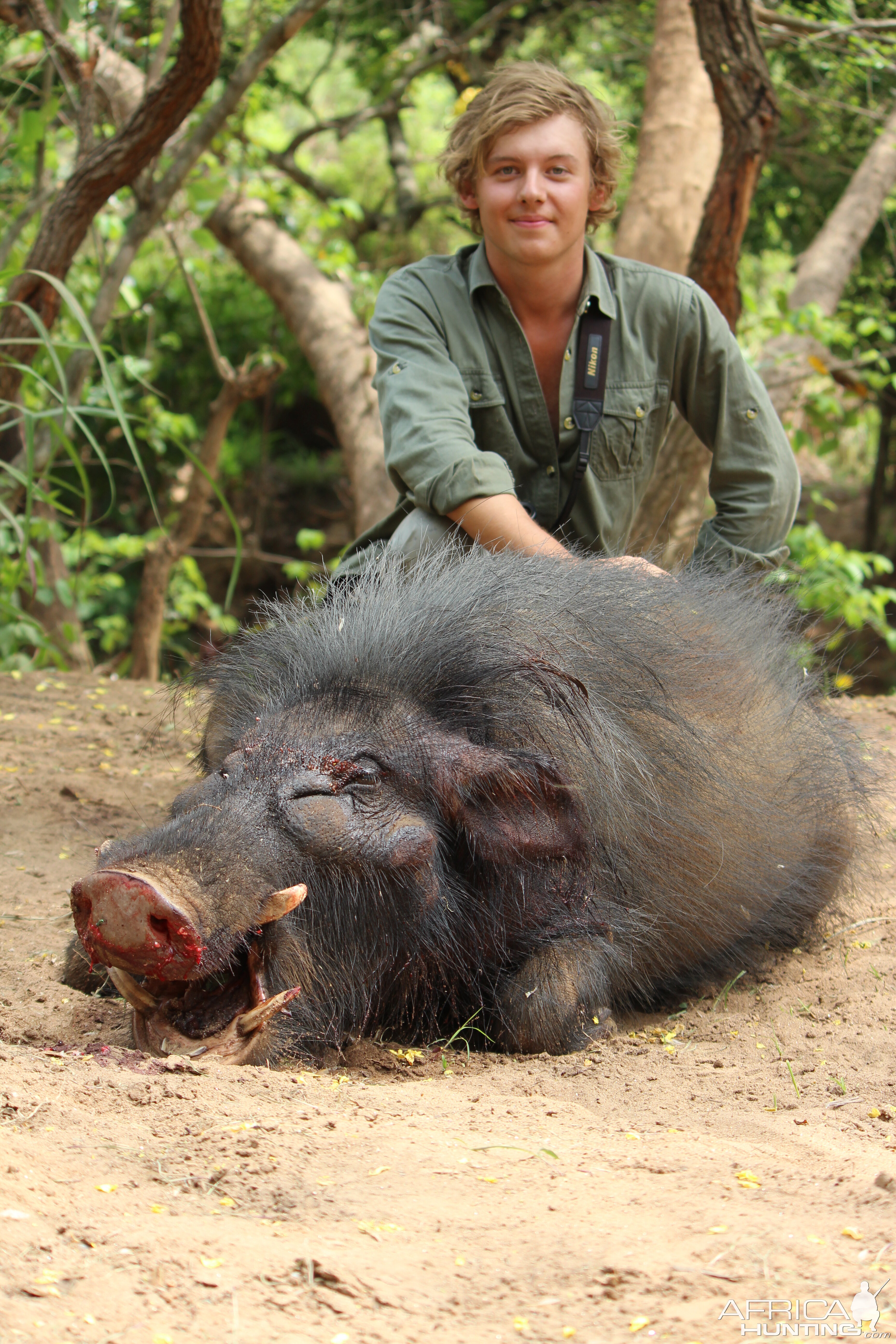 Giant Forest Hog hunt with CAWA in CAR