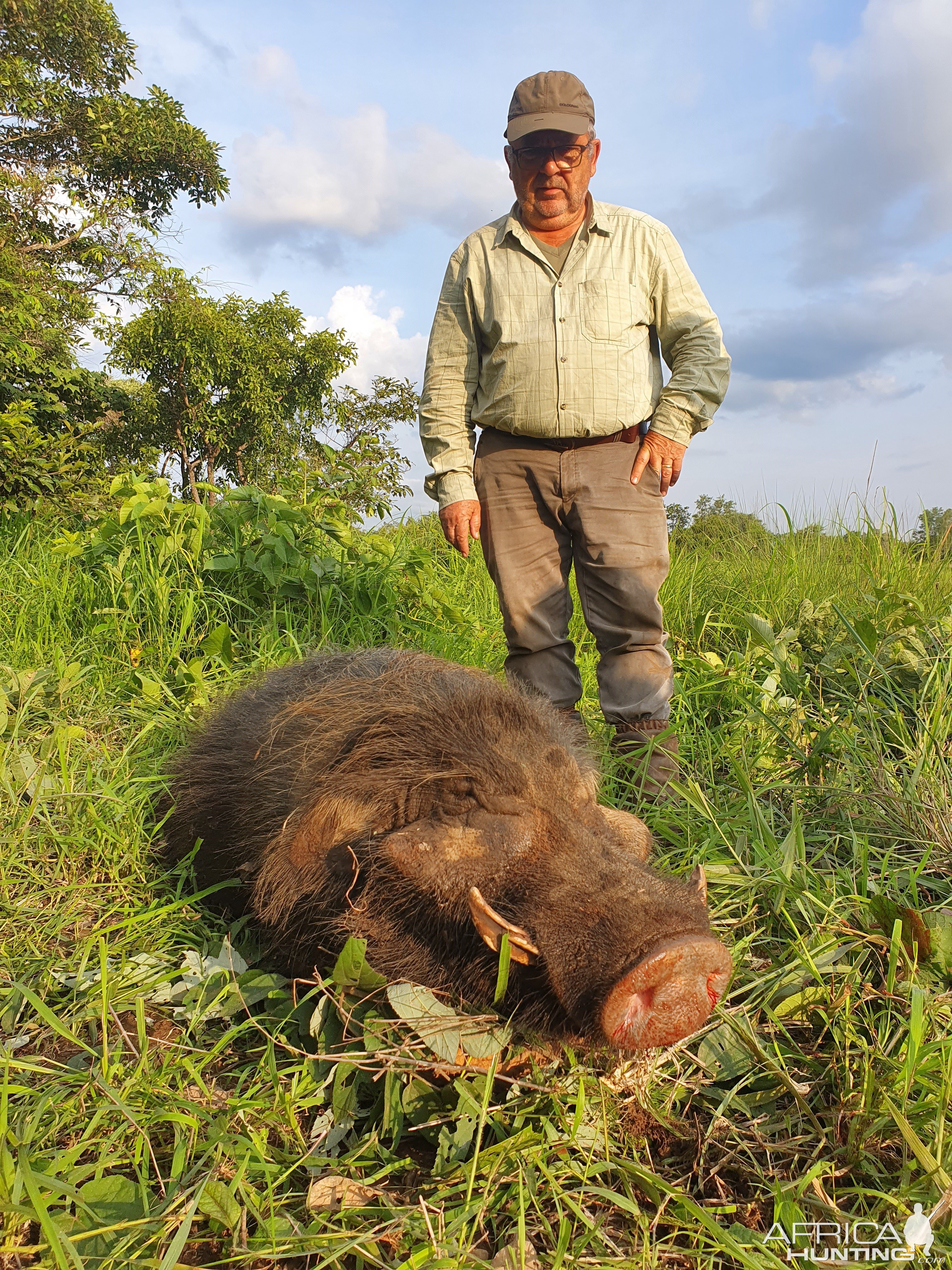 Giant Forest Hog Hunting Central African Republic