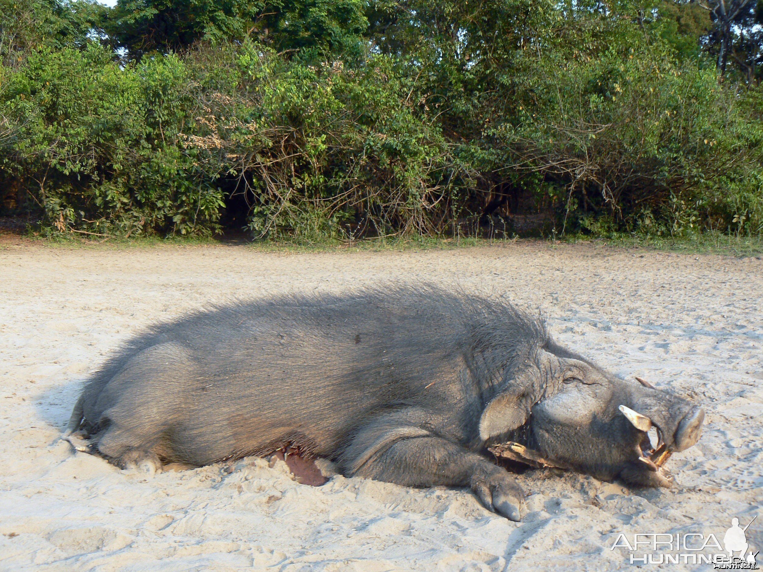 Giant Forest Hog Hunting in C.A.R.