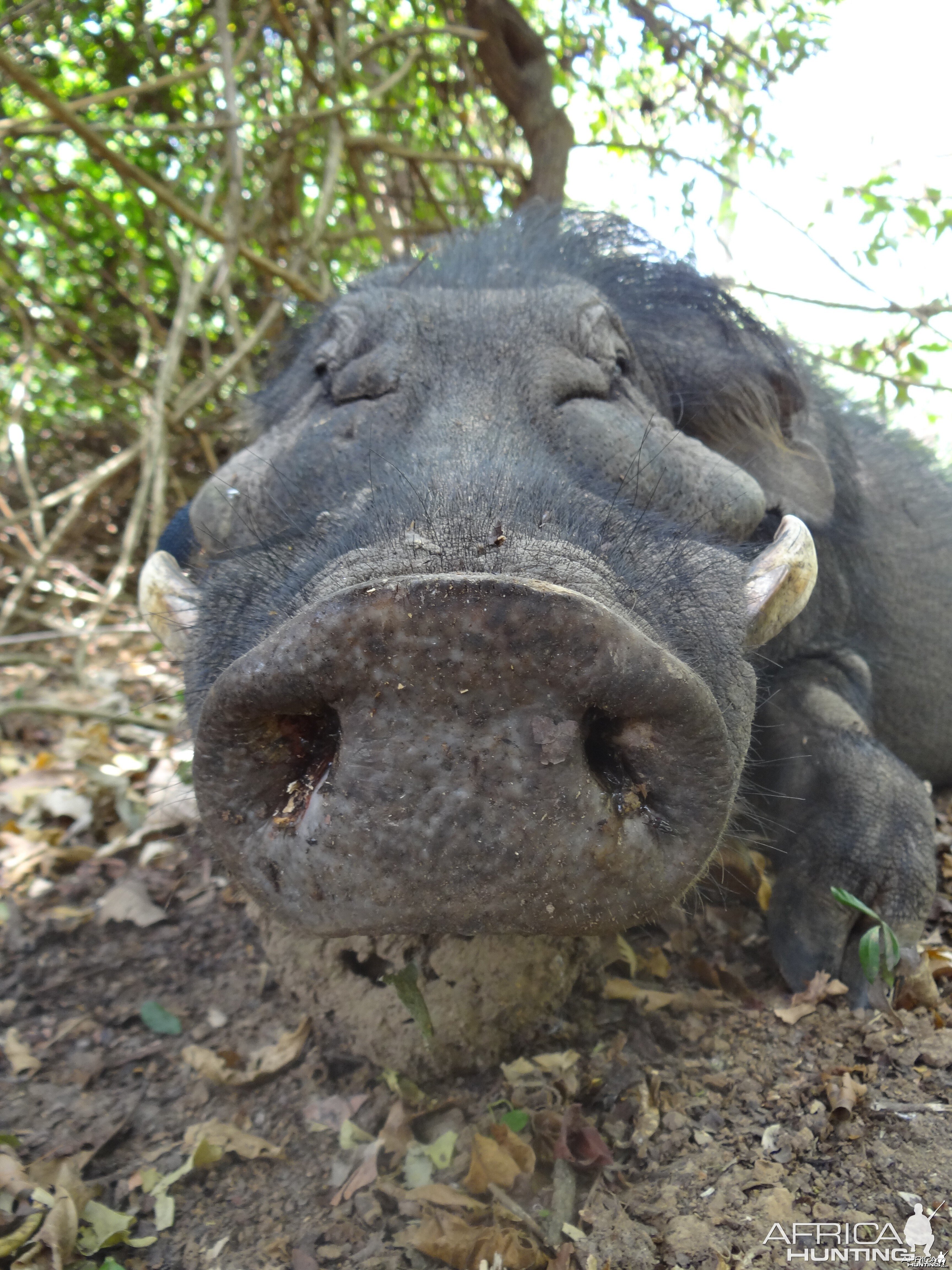 Giant Forest Hog in CAR