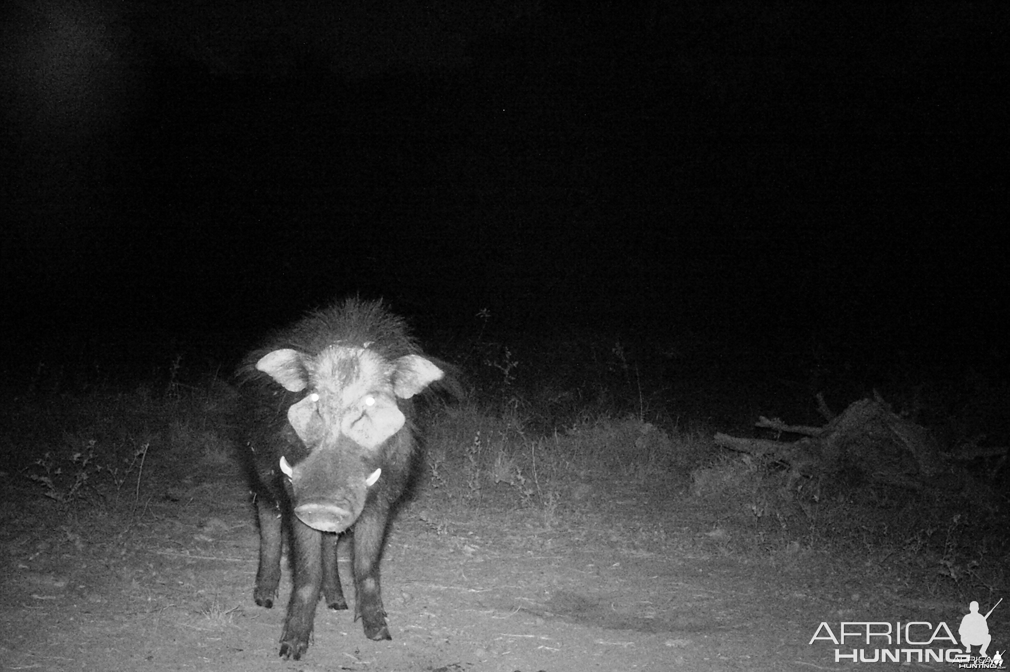 Giant Forest Hog in CAR