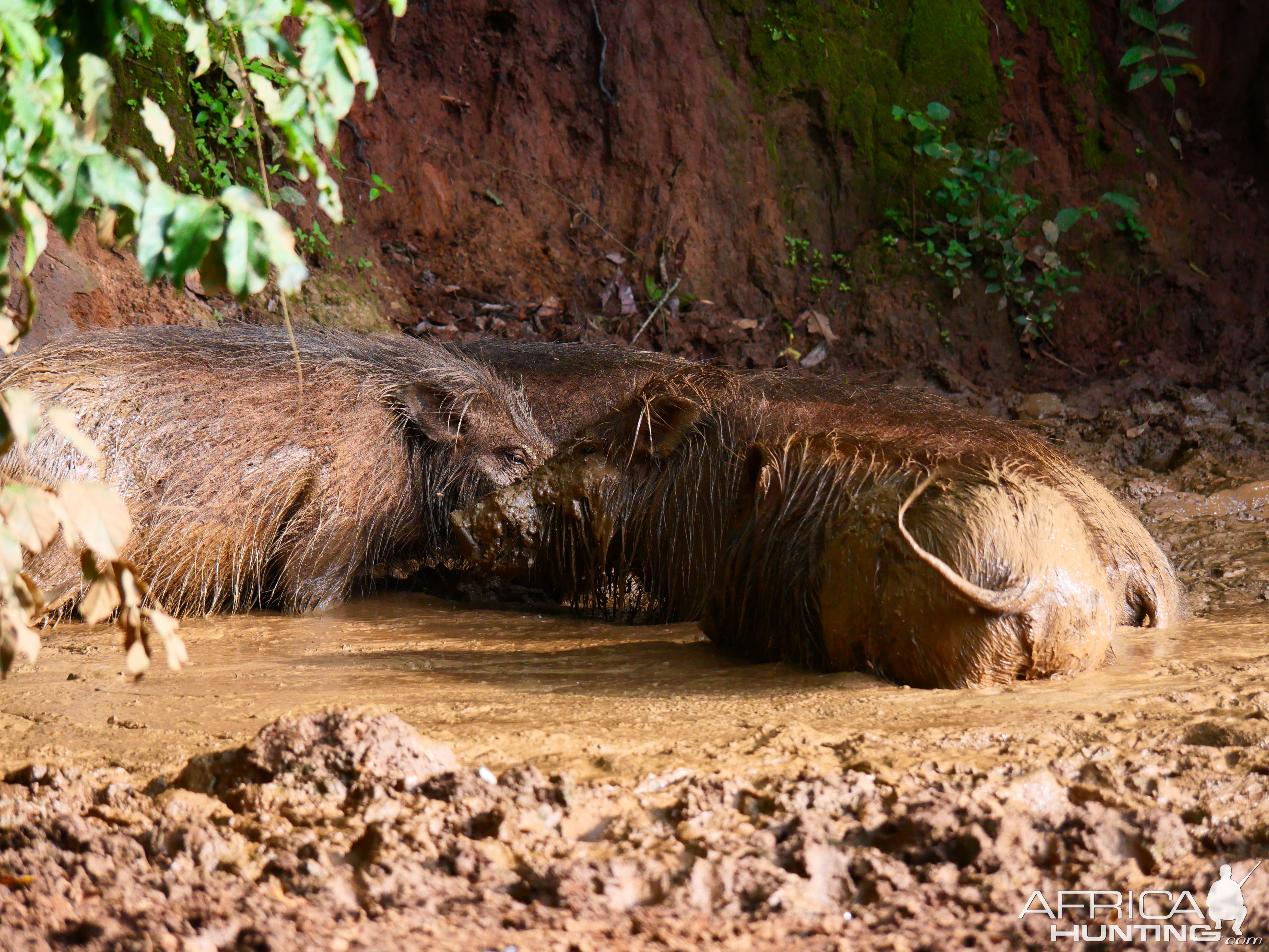 Giant Forest Hog In Central African Republic C.A.R