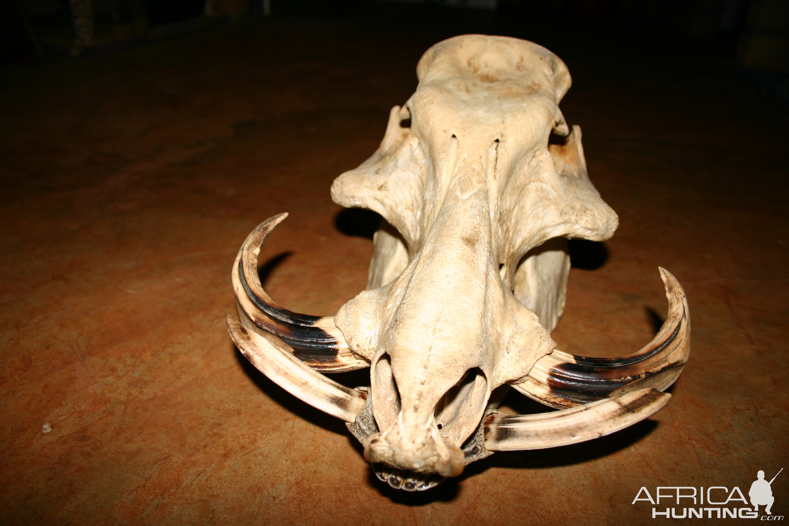 Giant Forest Hog Skull | AfricaHunting.com