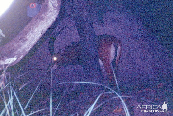 Giant or Royal Sable in Angola