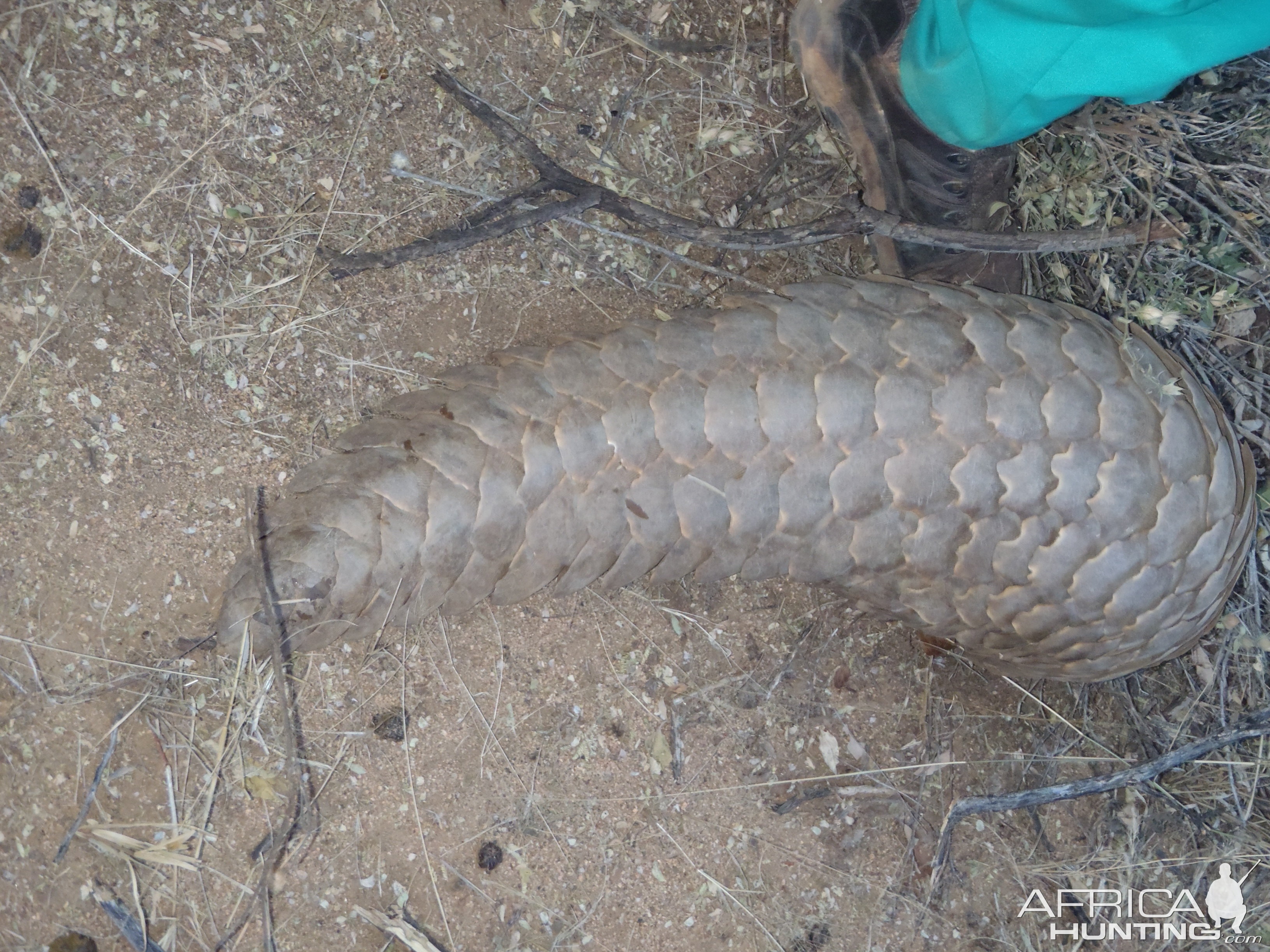 Giant Pangolin Namibia