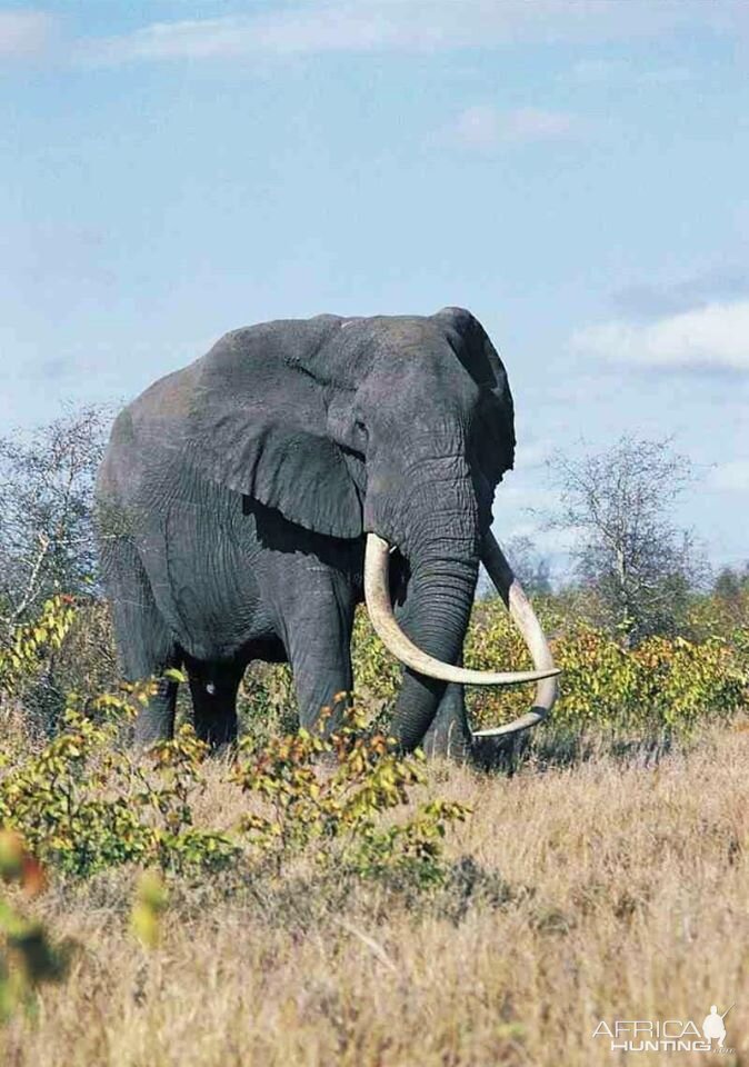 Giant Tusker