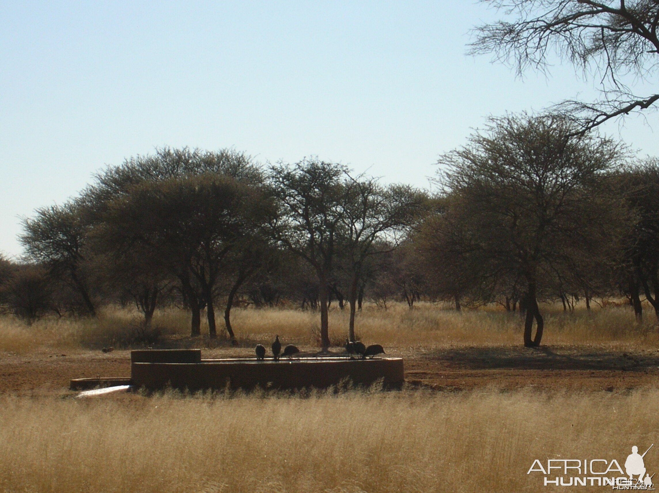 Gineafowls in Namibia
