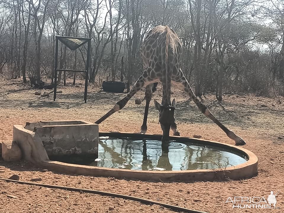 Giraffe At Water Hole Limpopo