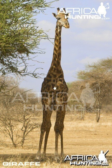 Giraffe Bowhunting - Front View Shot Placement