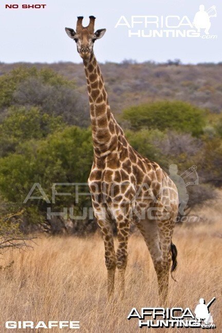 Giraffe Bowhunting - Quarter View Shot Placement