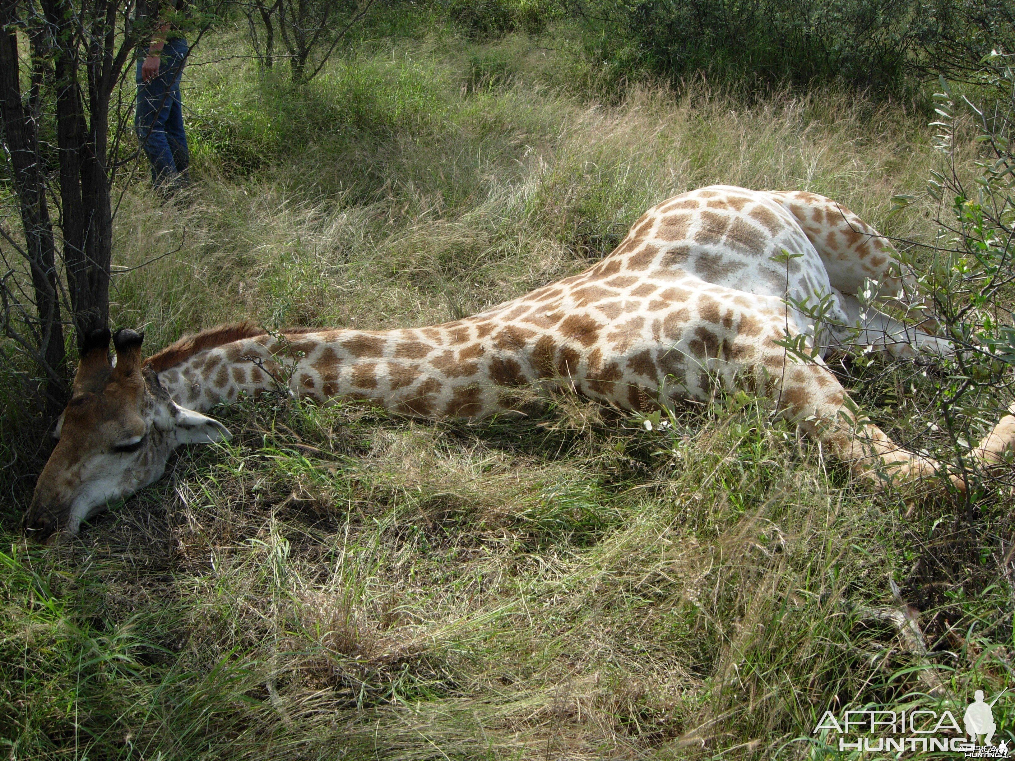 Giraffe bull hunt South Africa