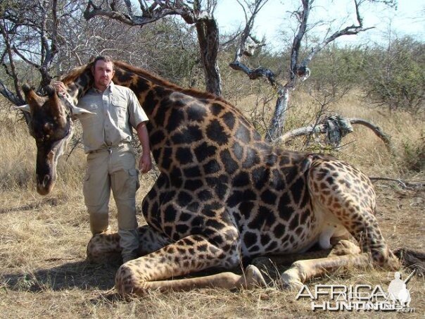 Giraffe bull hunted on my last safari