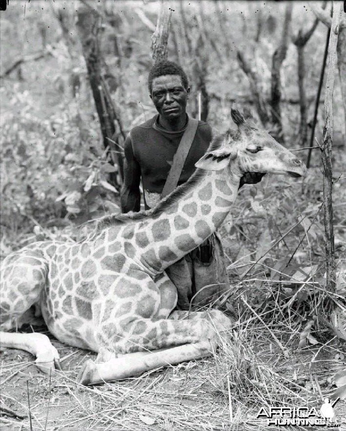 Giraffe, Congo circa 1910