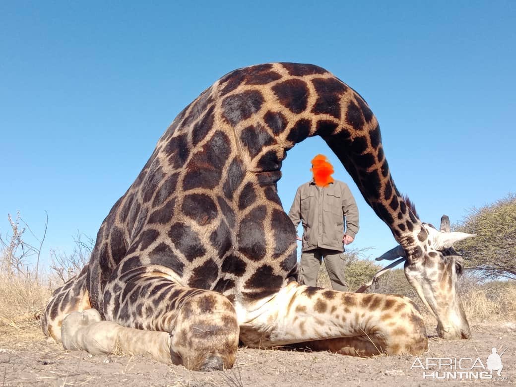 Giraffe Hunt Botswana