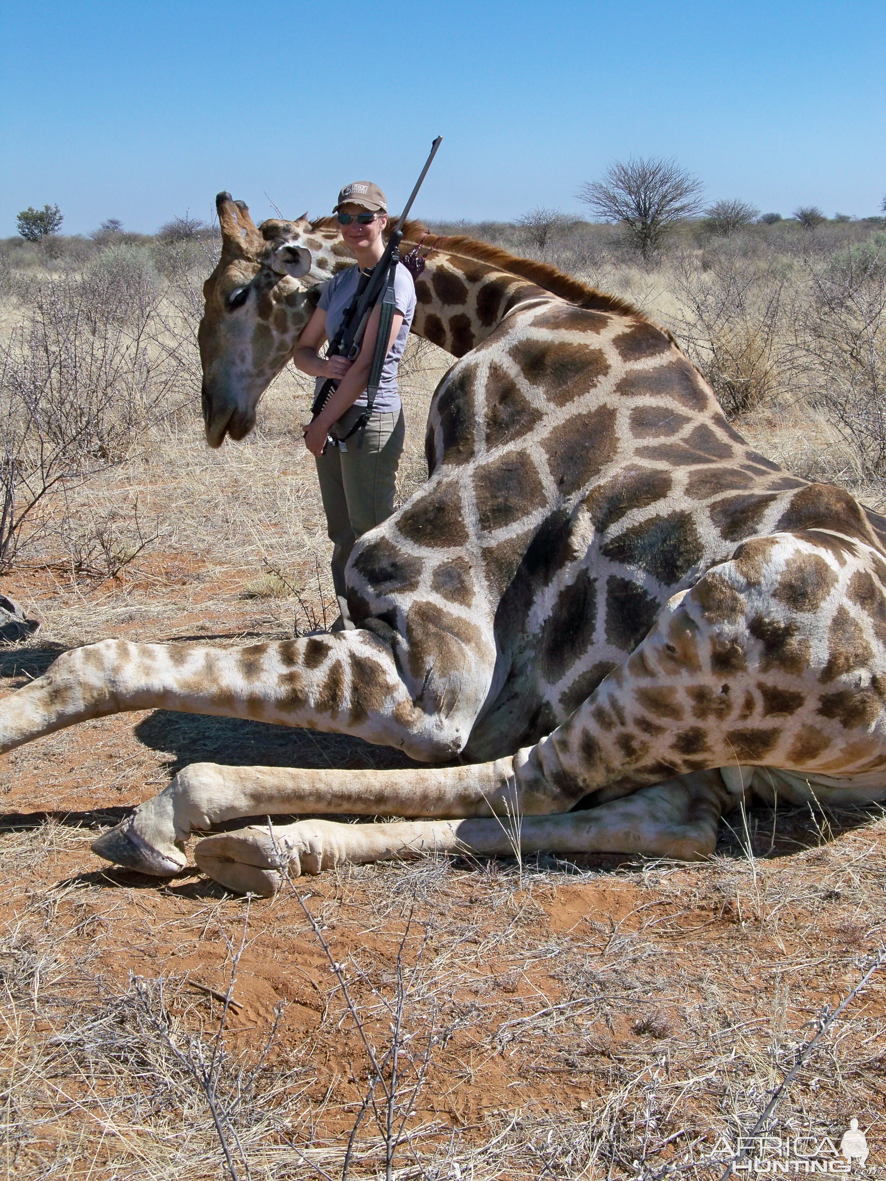 Giraffe Hunt Namibia