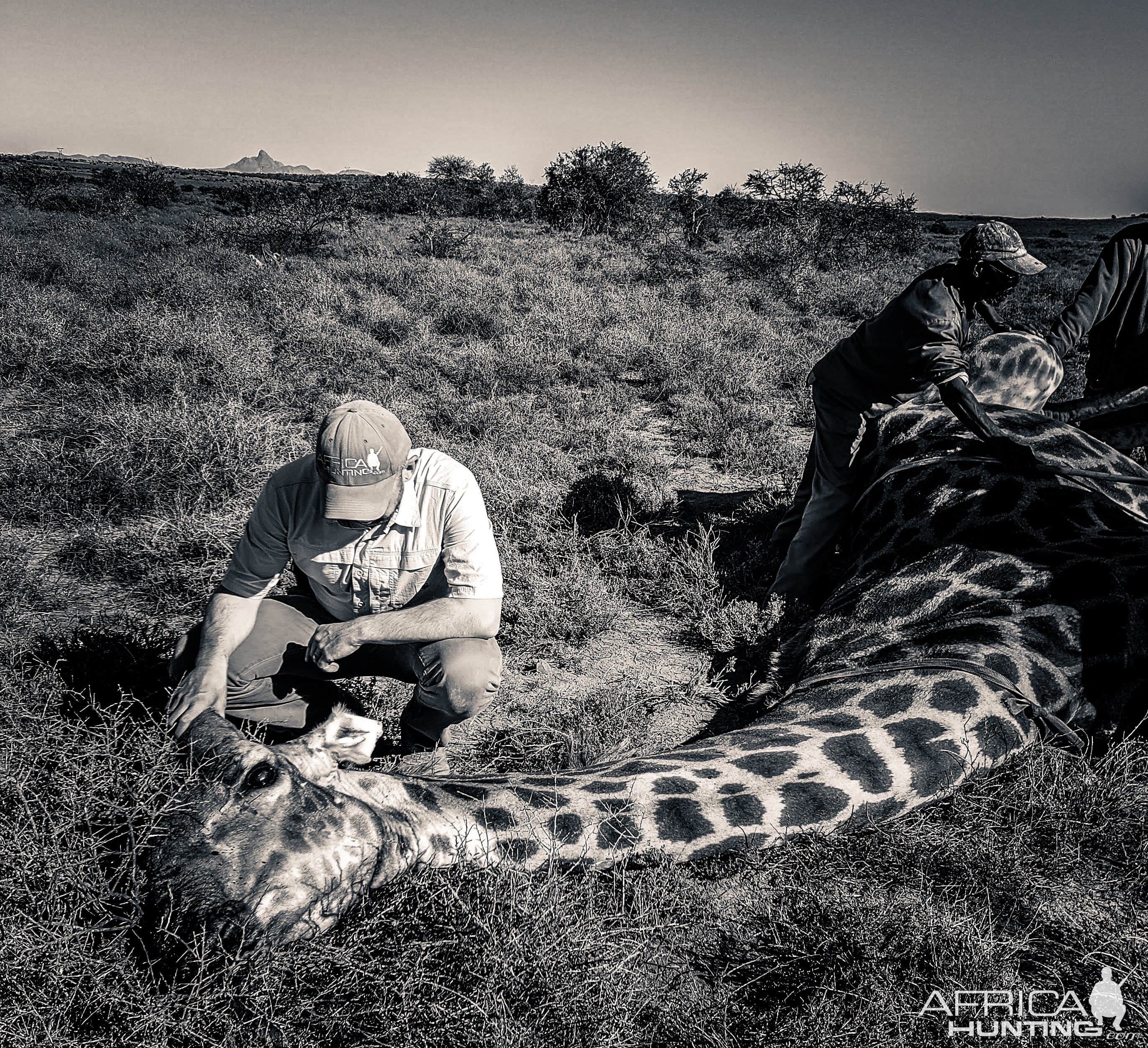 Giraffe Hunt South Africa