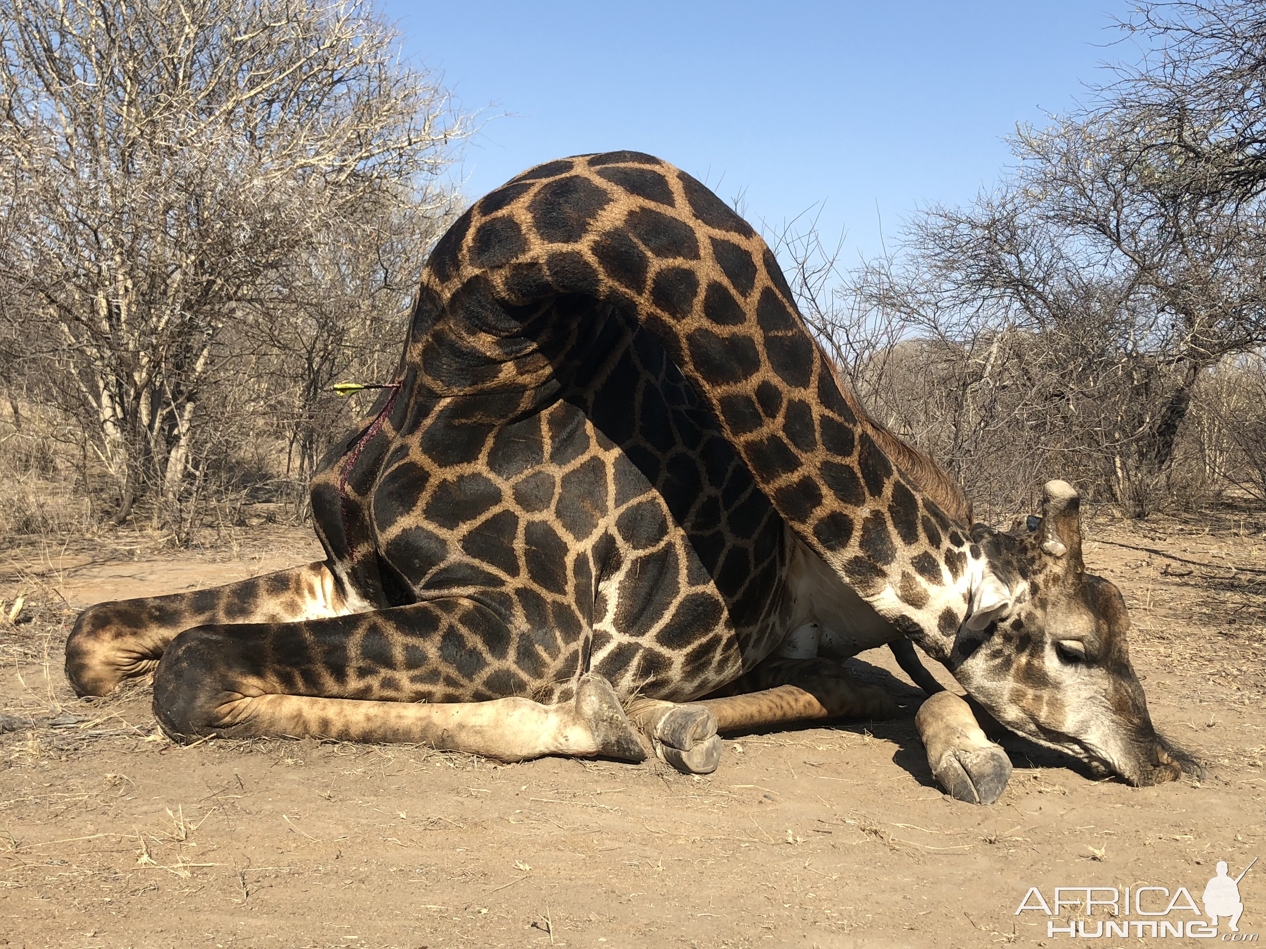 Giraffe Hunt South Africa