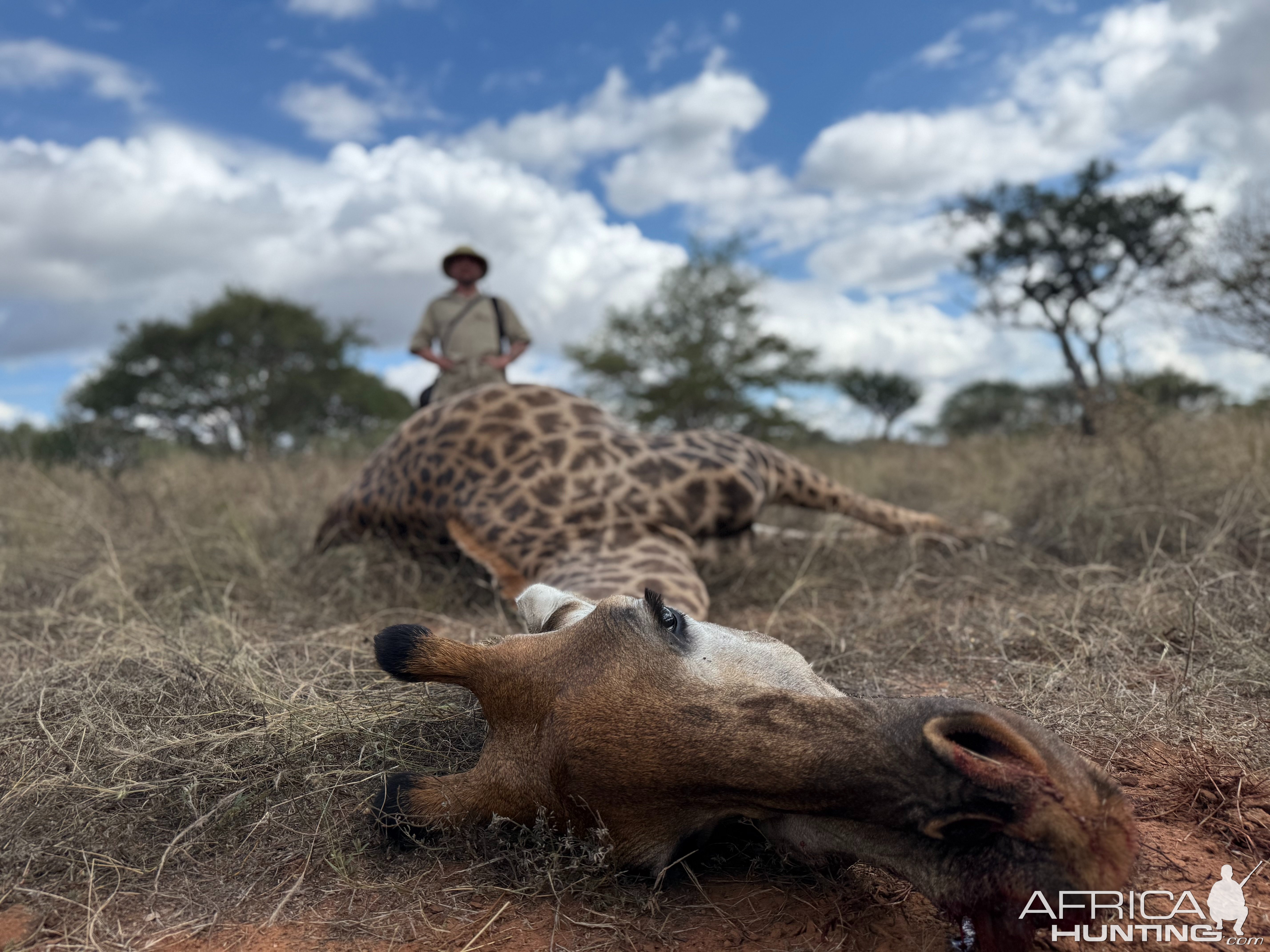 Giraffe Hunt South Africa