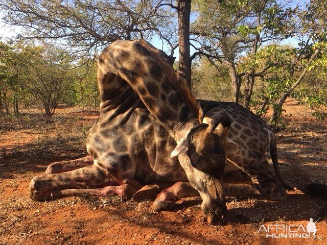 Giraffe Hunt South Africa