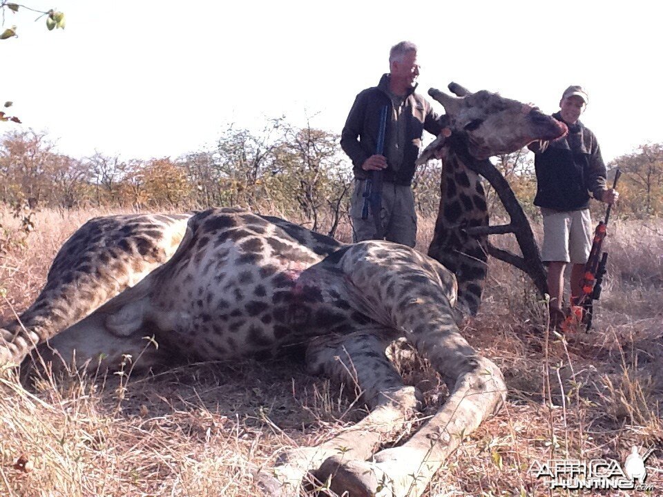 Giraffe hunted in Zimbabwe