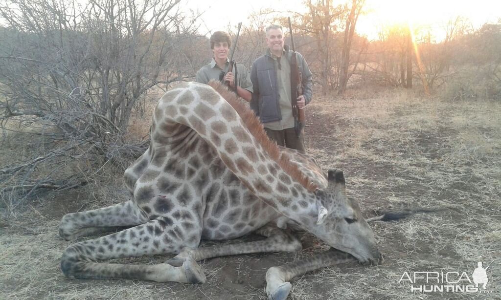 Giraffe Hunting in Zimbabwe
