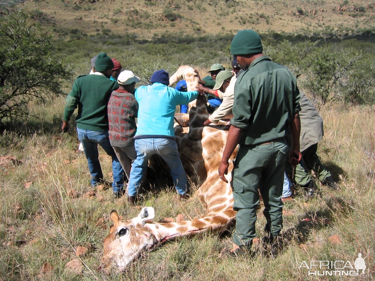 Giraffe Hunting South Africa